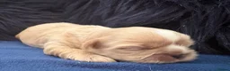 Shih Tzu dogs for sale: KC Reg Imperial Shihtzu Pups 3 boys 2Girls - Advert 9