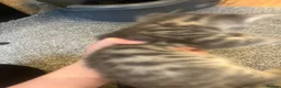 Mixed Breed cats for sale: Gray silver and tabby kittens for sale! - Advert 27