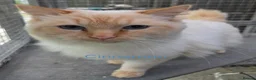 Ragdoll cats for sale: 2 Beautiful Ragdoll Kittens - Advert 3