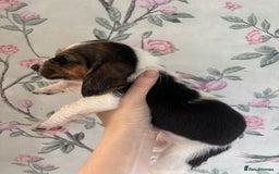 Basset Hound dogs for sale: Bassett hound puppies  - Advert 2