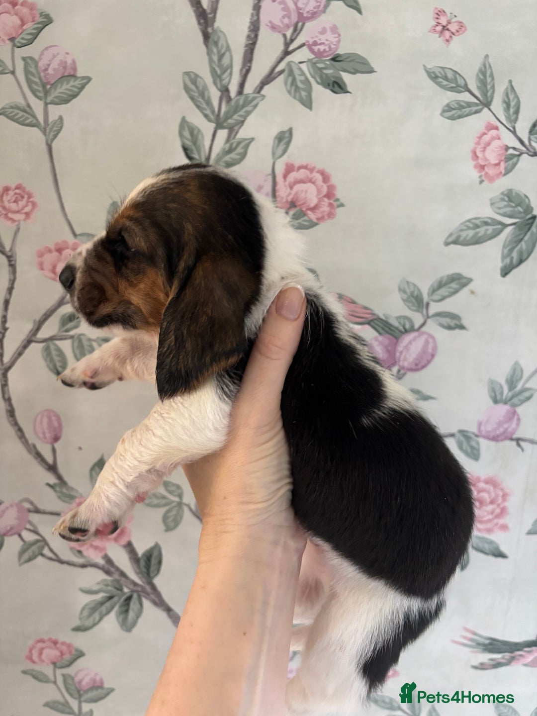Basset Hound dogs for sale: Bassett hound puppies  - Advert 2