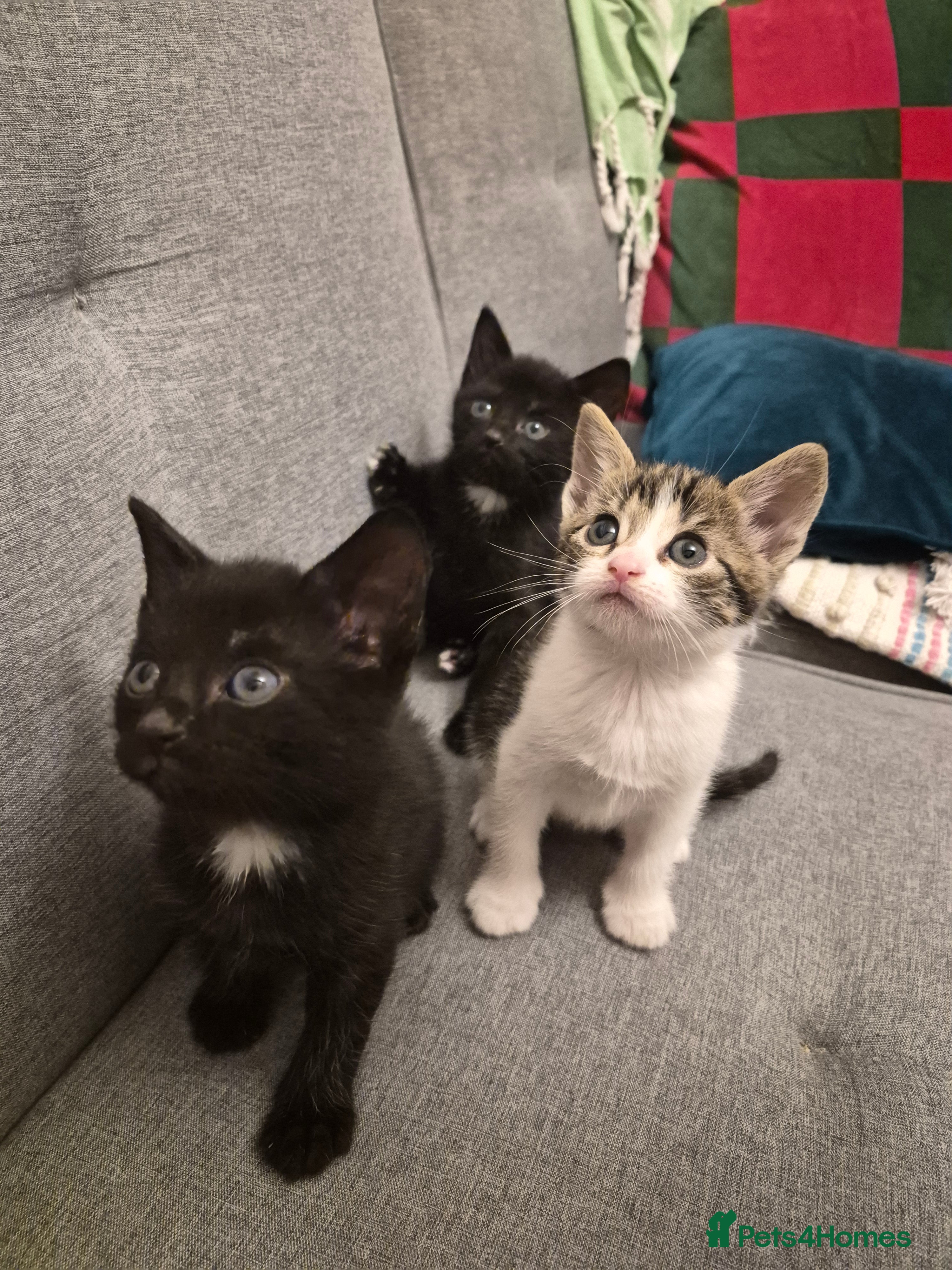 Mixed Breed cats Kittens  - Advert 1