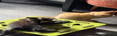 Mixed Breed 4