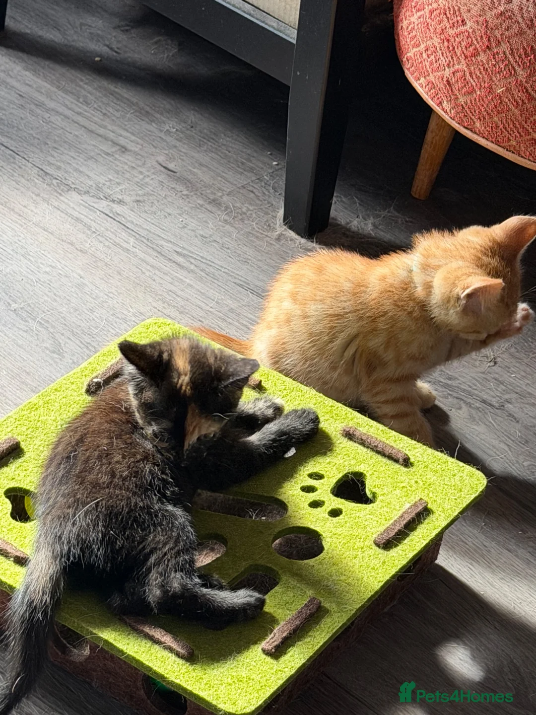 Mixed Breed cats for sale: 8 week Sweet Kittens looking for there 4Ever Homes - Advert 9