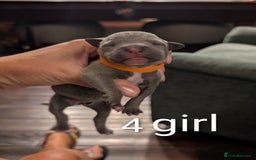 Staffordshire Bull Terrier dogs for sale: Ms/Mister - Image 16