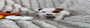 Jack Russell 6