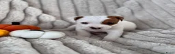 Jack Russell dogs for sale: Smooth coated tan and white jack russels  in Nottingham - Advert 12