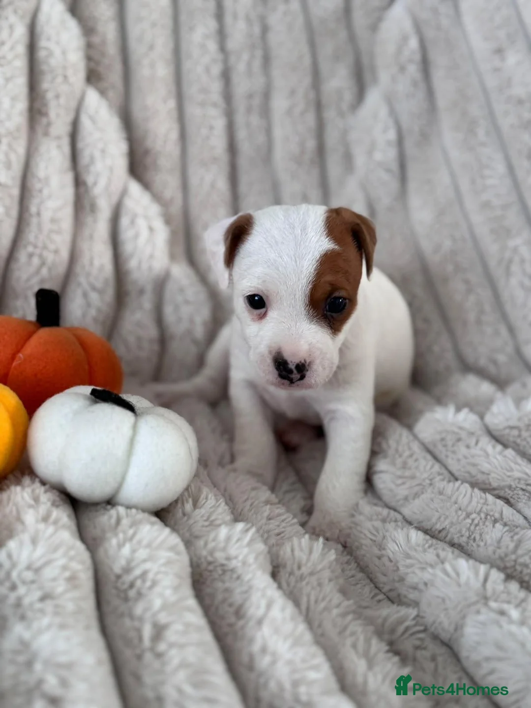 Jack Russell dogs for sale: Smooth coated tan and white jack russels  in Nottingham - Advert 12
