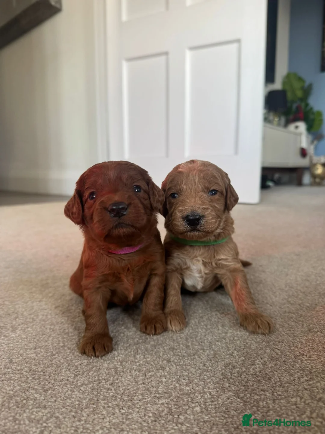 Mixed Breed dogs for sale: Stunning Irish Cockapoodledo's........ - Advert 19