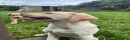 Labrador Retriever dogs for sale: Beautiful Labradors  - Advert 7