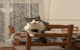 British Shorthair cats for sale: Female British Short Hair - Advert 4