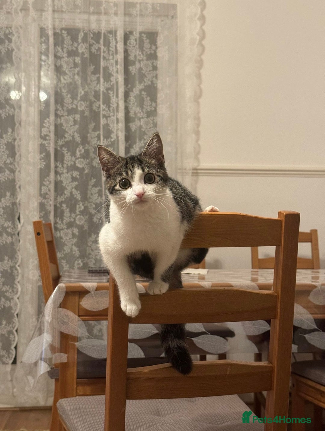 British Shorthair cats for sale: Female British Short Hair - Advert 4