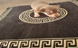 Chihuahua dogs for sale: Beautiful Chihuahua puppies  - Image 6