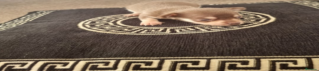 Chihuahua Puppy 4