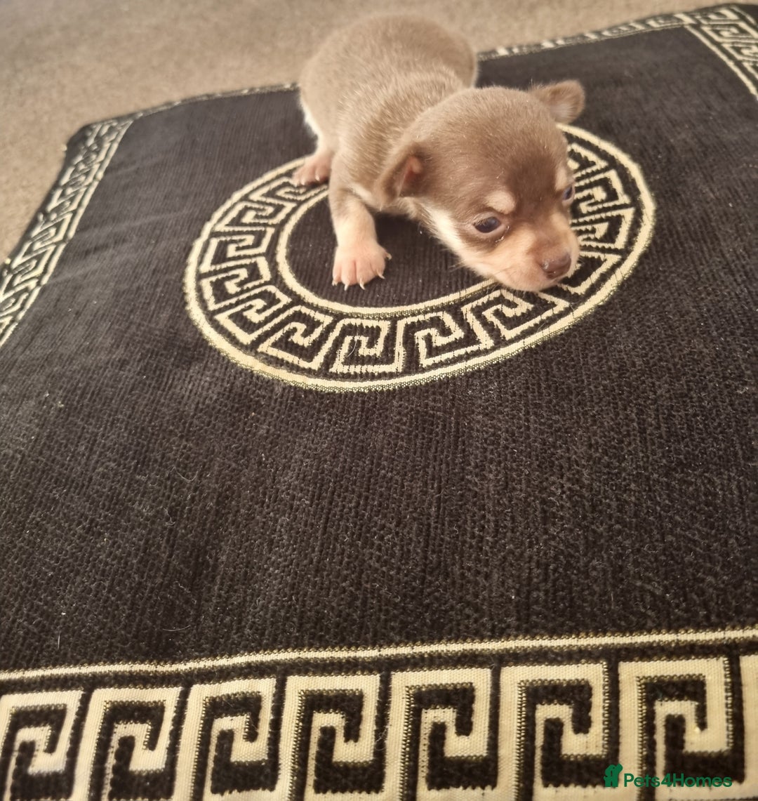 Chihuahua dogs for sale: Beautiful Chihuahua puppies  - Image 6
