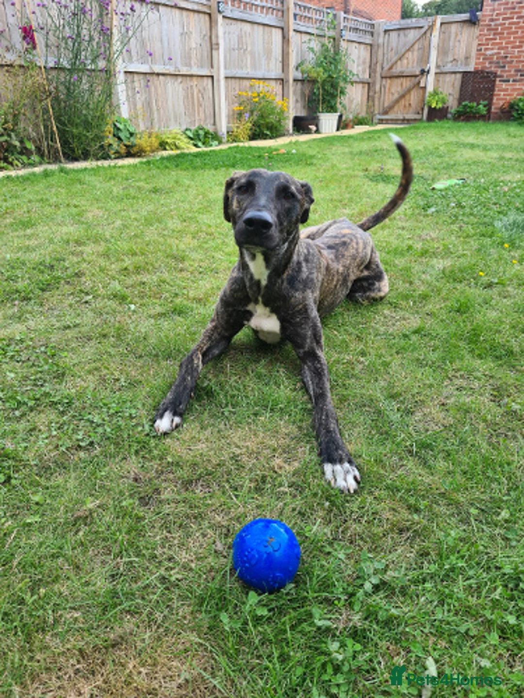 Lurcher dogs for adoption: REGGIE, 5-year-old bull-lurcher in rescue in Halifax - Advert 7