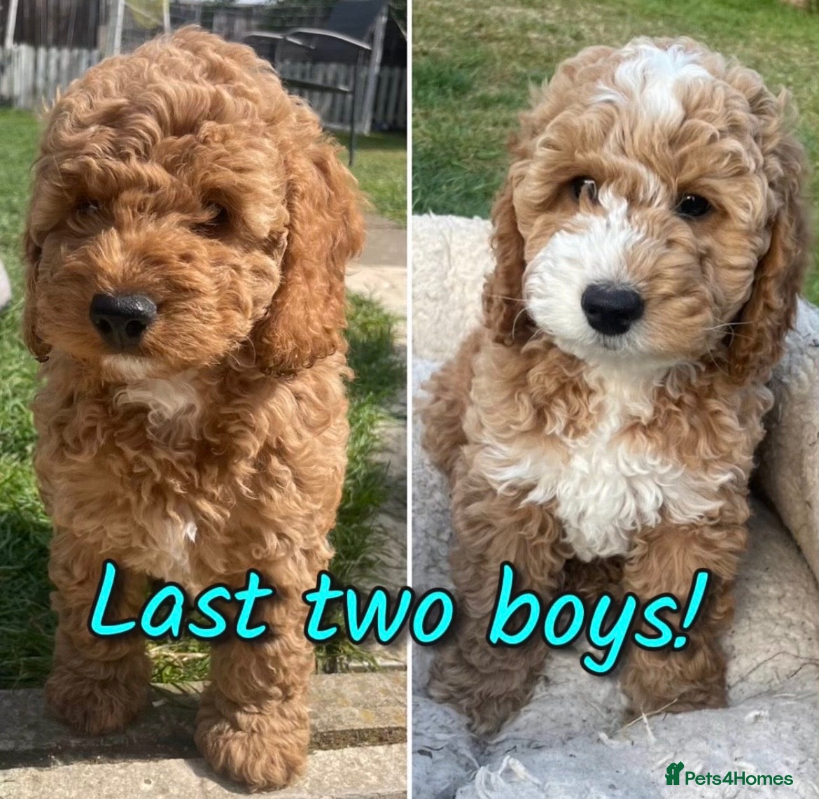 Cockapoo dogs Ready Now! Cockapoo Puppies 🐾 - Advert 4