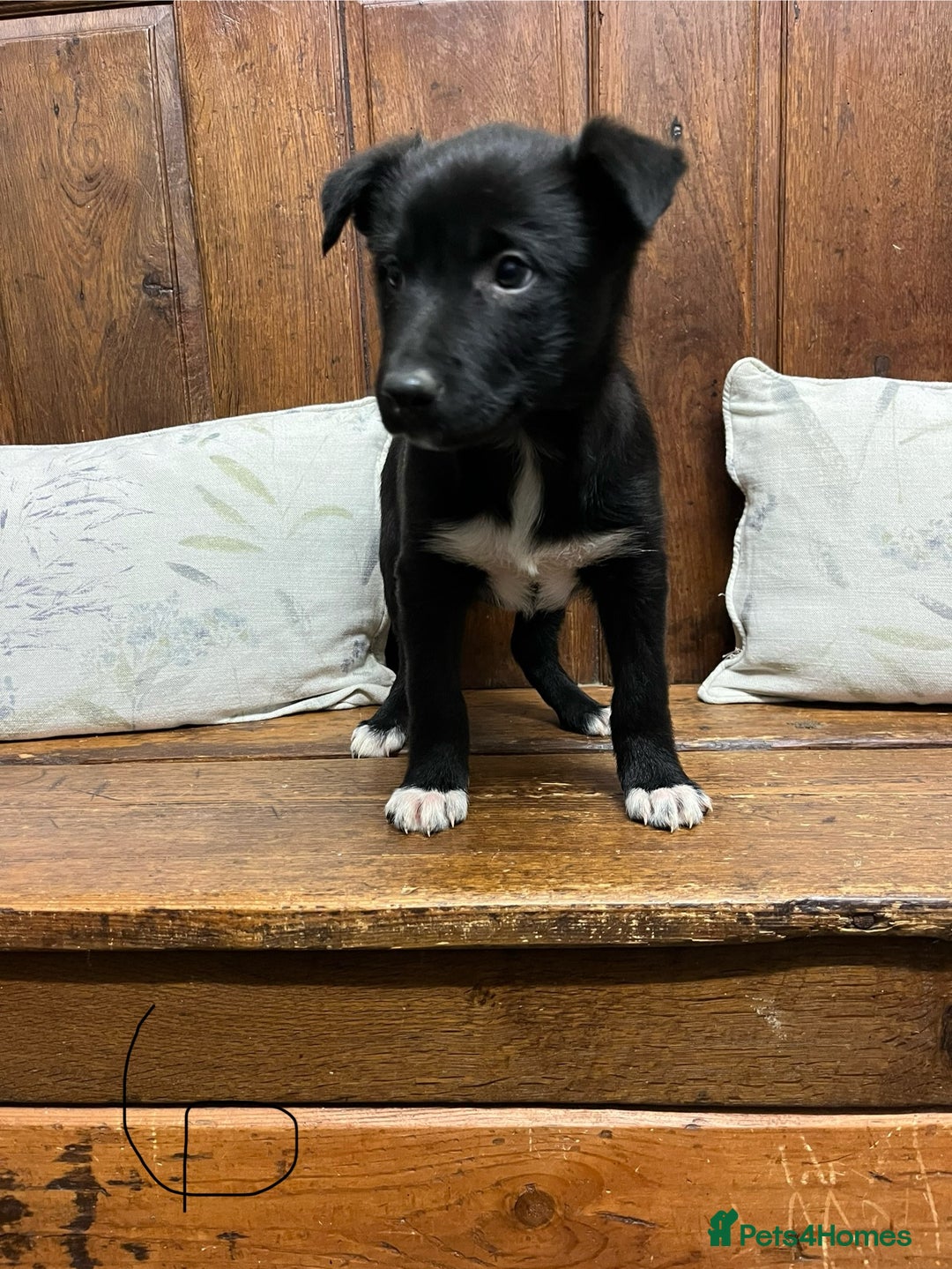 Mixed Breed dogs for sale: Beautiful Kelpie X Border Collie Puppies For Sale - Advert 24