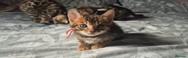Bengal Kitten 1