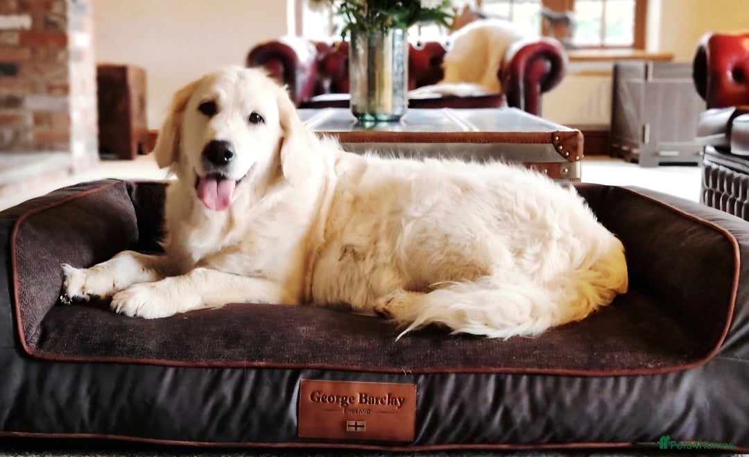 Golden Retriever dogs for sale: Newmiller Retrievers Upcoming Litter Announcement - Advert 5