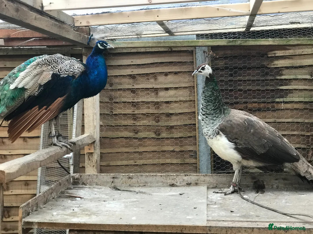 Peafowl poultry for sale: Indian Blue Peacocks for sale (3 males, 1 female)  in High Wycombe - Advert 12