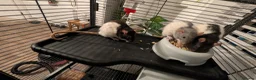 Rat rodents for sale: 3 adorable female Dumbo fancy rats for sale  in Cambridge - Advert 1