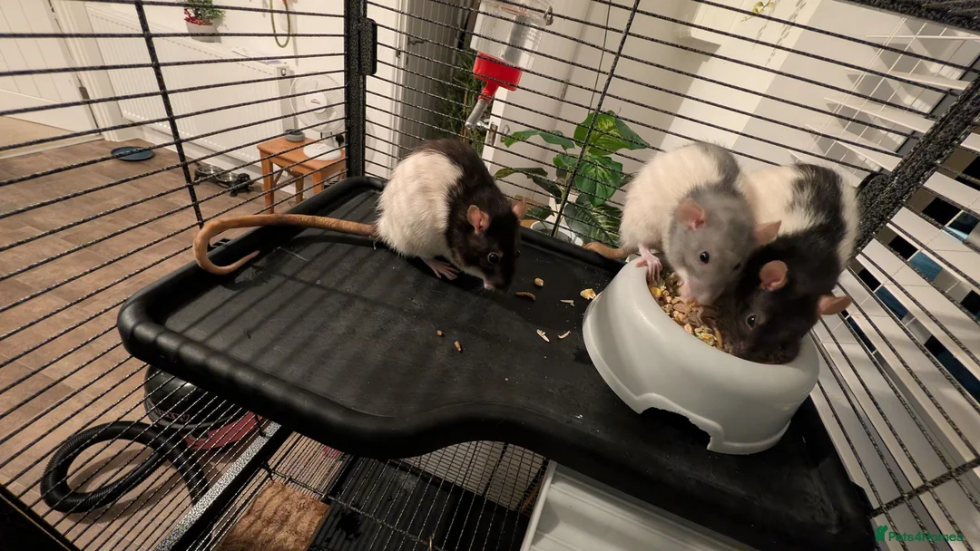 Rat rodents for sale: 3 adorable female Dumbo fancy rats for sale  in Cambridge - Advert 1