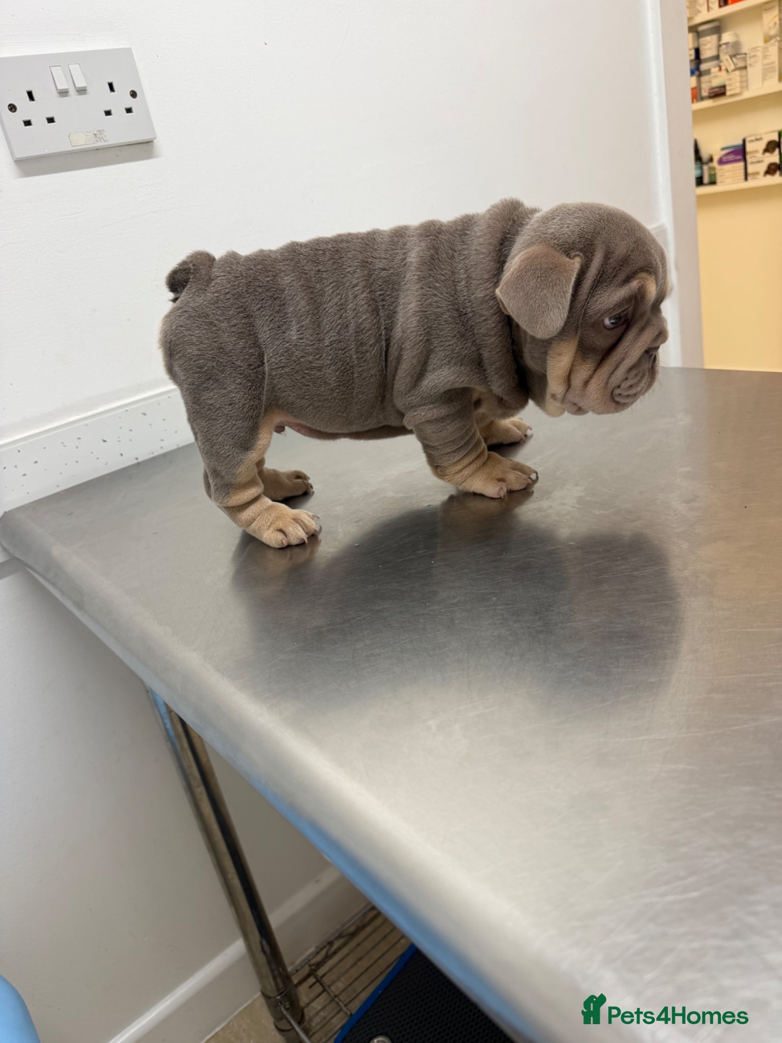 English Bulldog dogs Pink carrier English bulldogs  - Advert 2