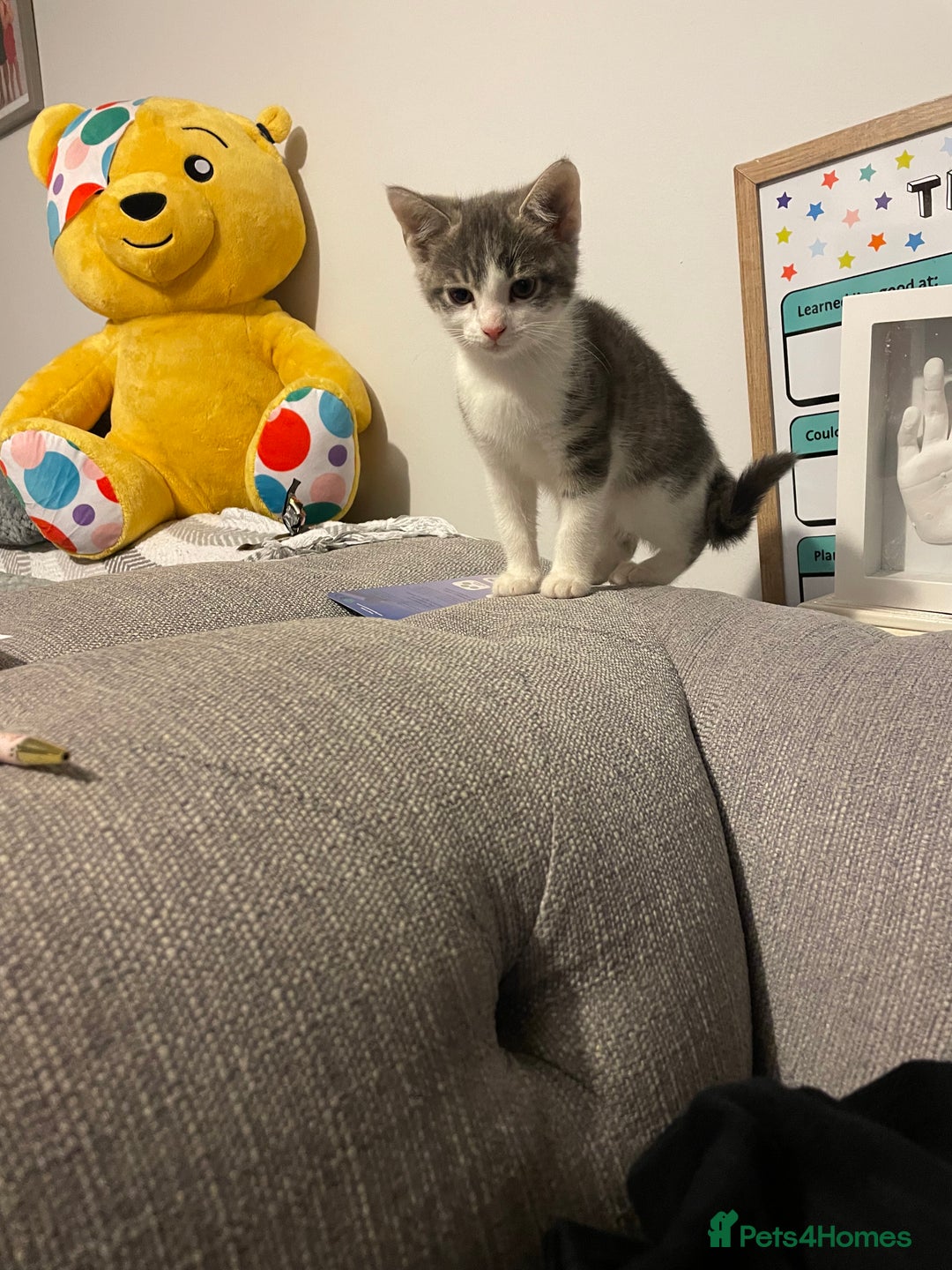 Mixed Breed cats for sale: Beautiful kittens  - Advert 4