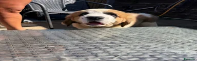 Saint Bernard 2