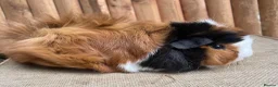 Guinea Pig rodents for sale: Gorgeous Funky Baby sow - Advert 3