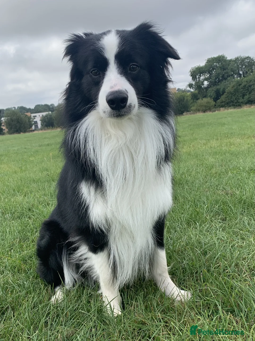 Border Collie dogs for stud: Border collie for stud  - Advert 3