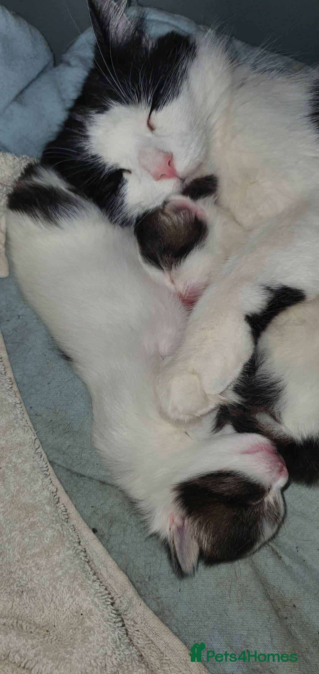 Persian cats for sale: PERSIAN CROSS KITTEN BABIES - Image 5