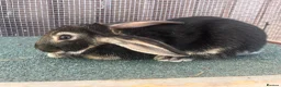 Mixed Breed rabbits for sale: Mixed baby rabbits - Advert 1