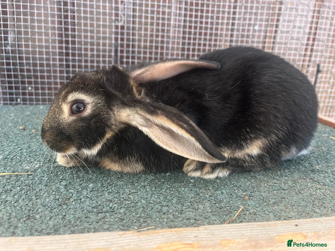 Mixed Breed rabbits for sale: Mixed baby rabbits - Advert 1