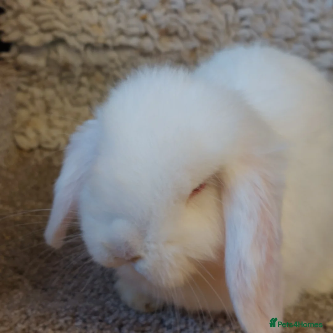 Mini Lop rabbits for sale:  9 week old Extremely freindly rew minilop buck  - Advert 2