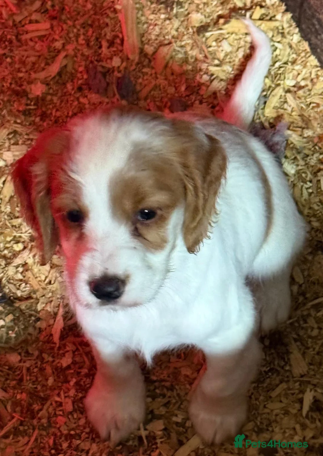 Cocker Spaniel dogs for sale: Farm bred Stunning Cocker Spaniel Puppies for sale - Advert 2