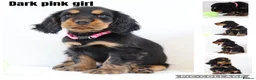 Cocker Spaniel dogs for sale: Cocker spaniel puppies  - Advert 5
