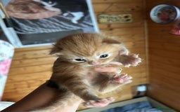Mixed Breed cats for sale: Ginger kittens - Image 2