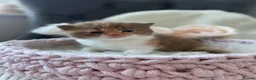 British Shorthair cats for sale: Champion Bloodline British Shorthair kittens  - Advert 5