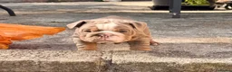 English Bulldog dogs for sale: BRITISH BULLDOG PUPPIES - Advert 9