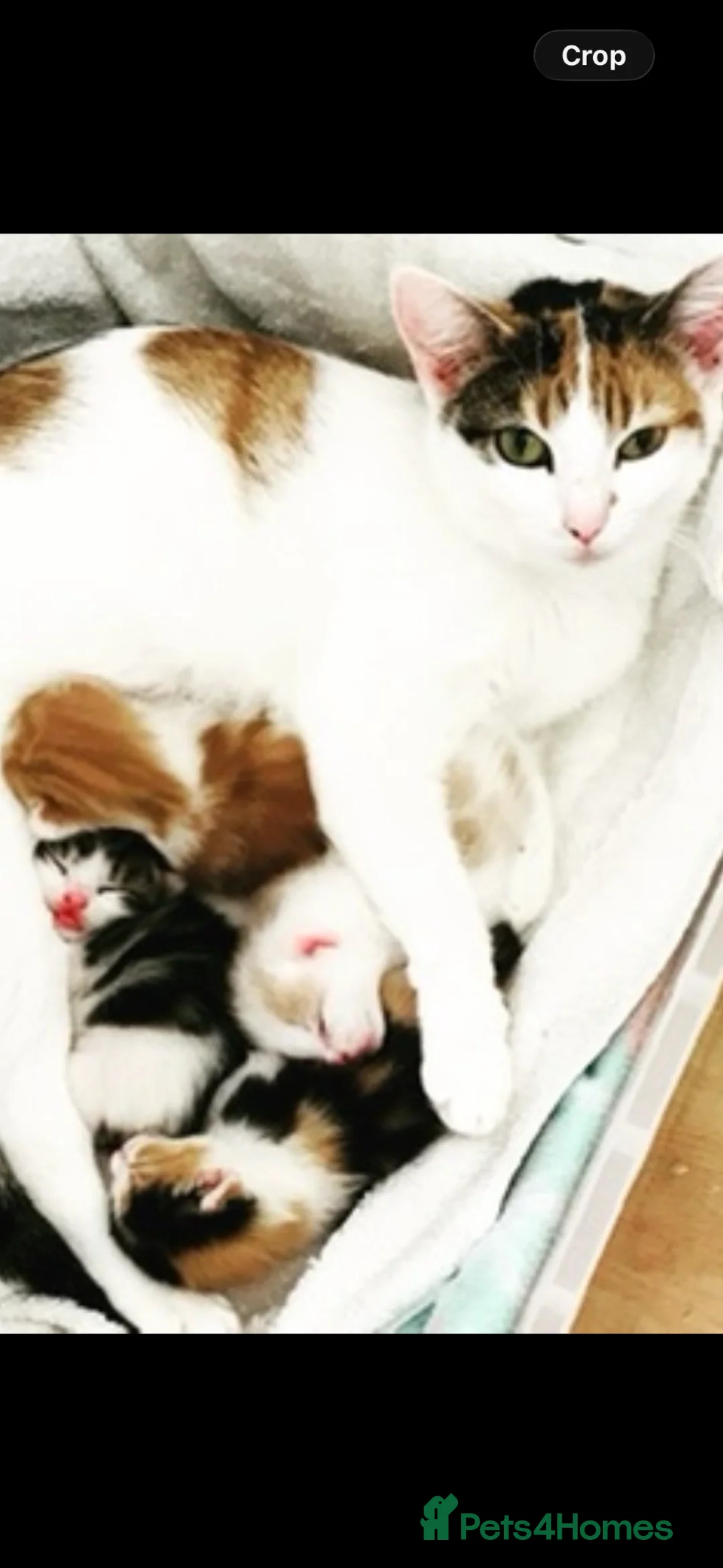 Maine Coon cats for sale: MAINE COON CROSS FEMALE KITTEN - Advert 2