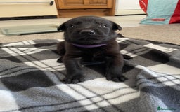 Mixed Breed dogs for sale: Belgium shepherd cross Rottweiler Labrador  - Image 21