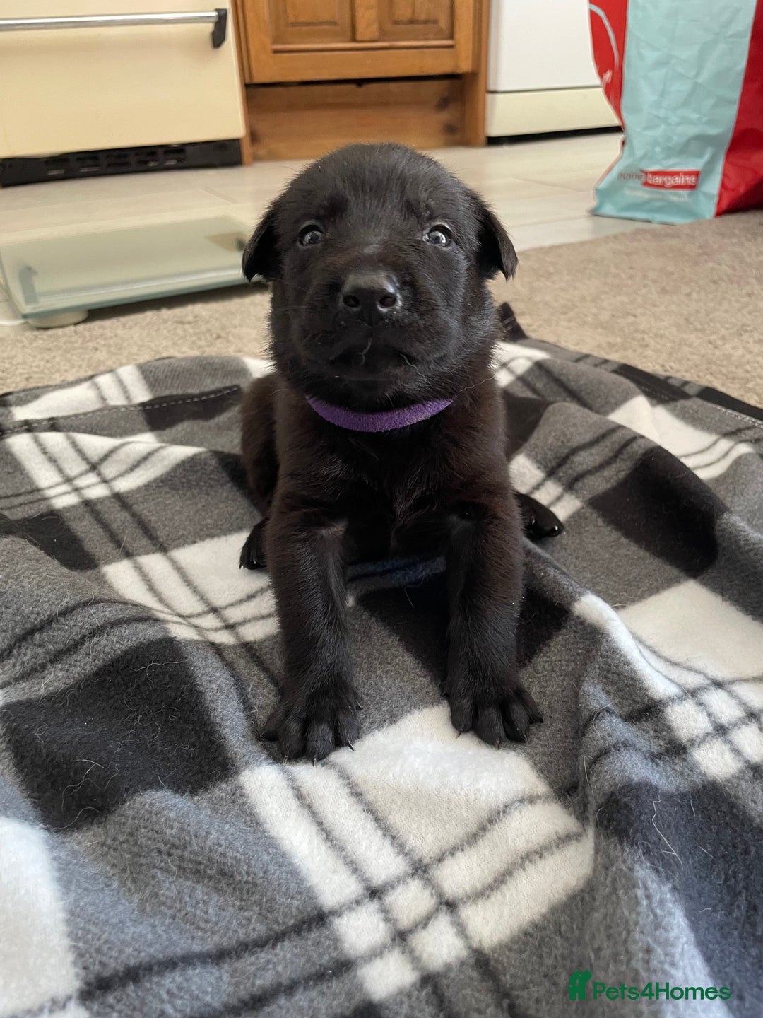 Mixed Breed dogs for sale: Belgium shepherd cross Rottweiler Labrador  - Image 21