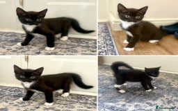 Exotic cats for sale: Exotic X Silver Tabby Fur Babies - Image 2