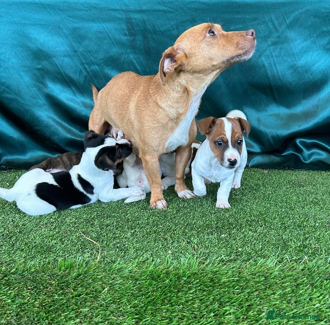 Jack Russell dogs for sale: Jack Russel Puppies - Advert 6