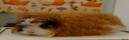 Guinea Pig rodents for sale: Pedigree Swiss Father + Son - Advert 5