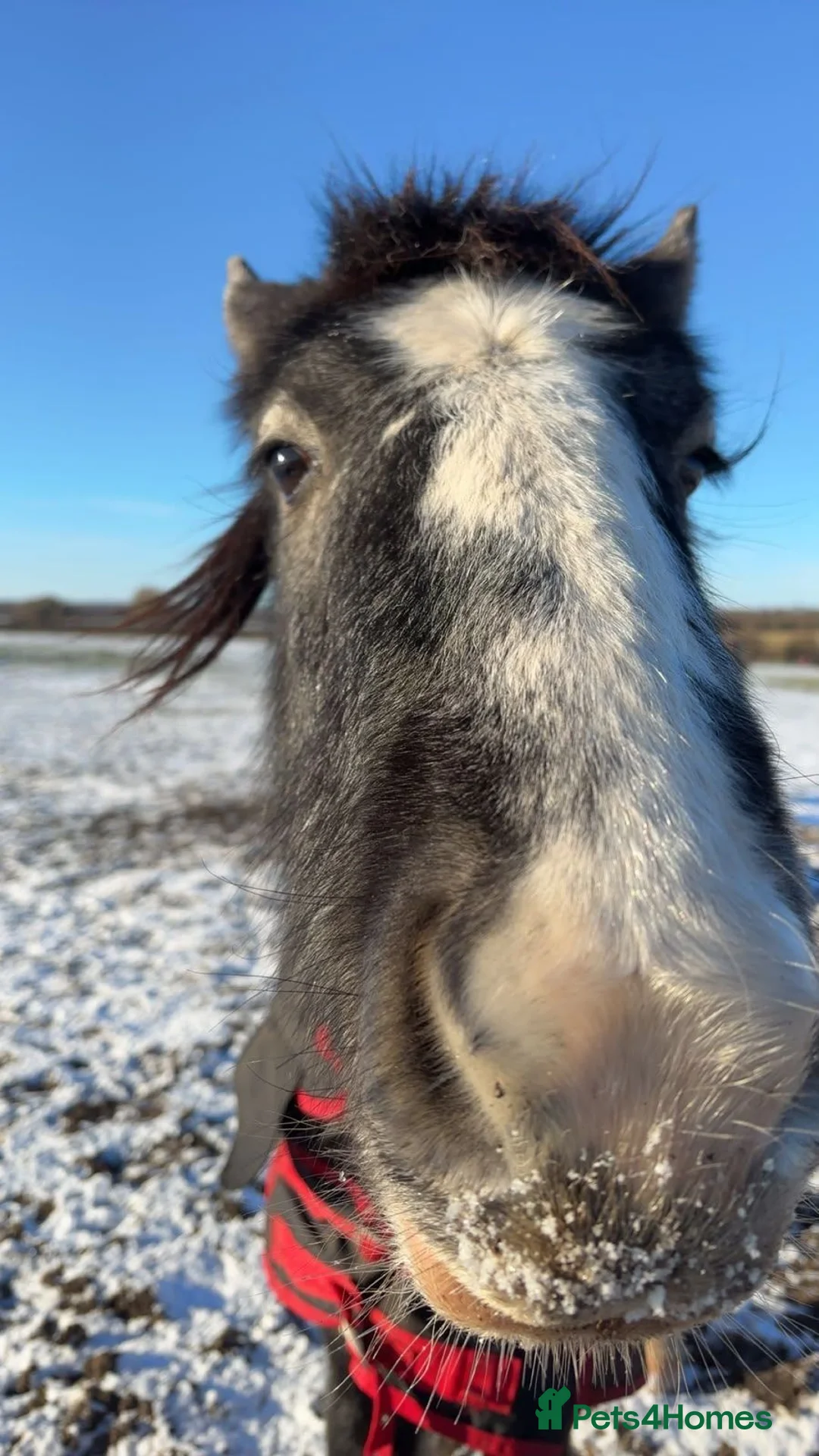 Other Breed horses for sale: Winnie in Houghton le Spring - Advert 2