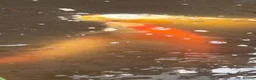 Koi Carp fish for sale: Closing Pond - Advert 1