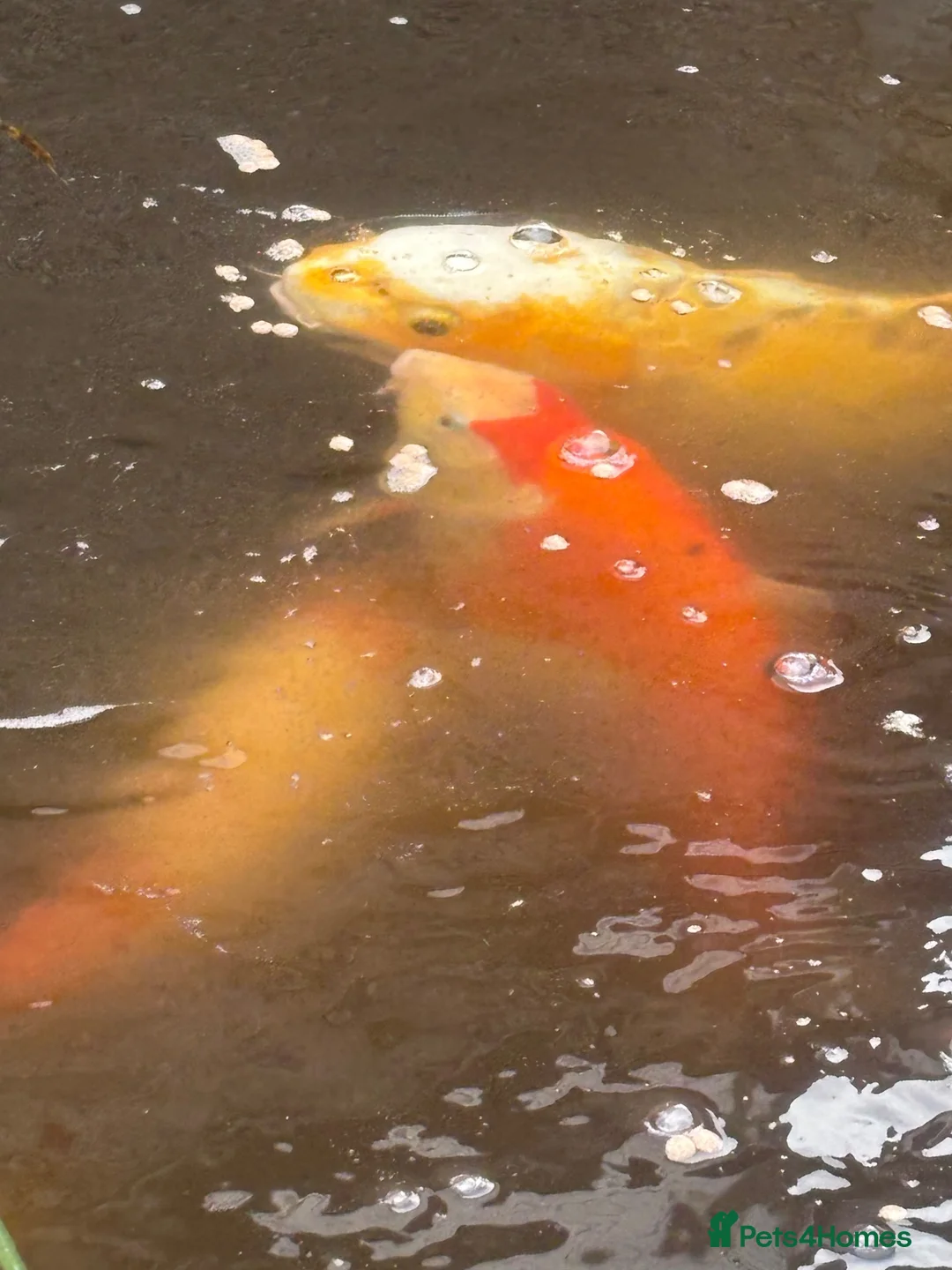 Koi Carp fish for sale: Closing Pond - Advert 1